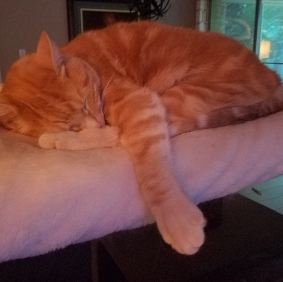 Meet your Posher, Mark - Picture 4 of 5